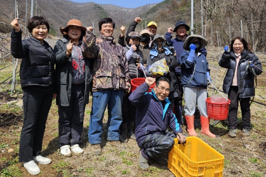 단양군 단고을농업인대학 학생회, 과수농가 일손돕기
