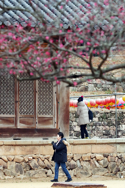 무위사 홍매화4.png
