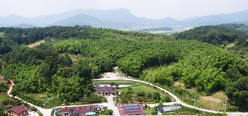 만성리 대밭.png