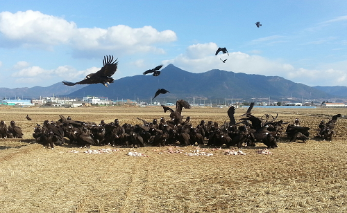 1.생태녹색관광(고성독수리).png