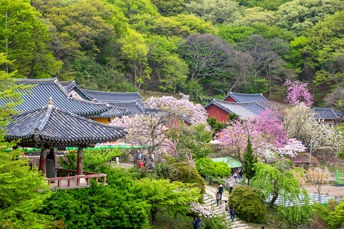 사본 -성지순례프로그램(불교순례길)_서산_개심사.png