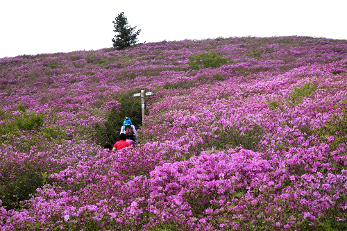 1. 보성군, 전국 최대 규모 철쭉군락지 가꾼다-일림산.png