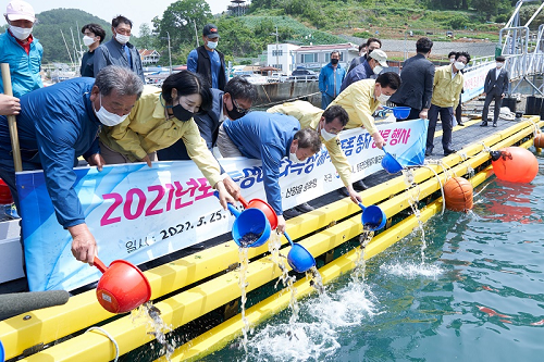 5.25 - 횟감의 황제 돌돔, 통영바다목장에 방류되다. 1.png