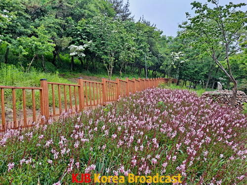 1.목포시, 해변맛길 30리 2구간 환경생태길 개통 (삼학도).png