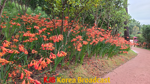 애기범부채2.png