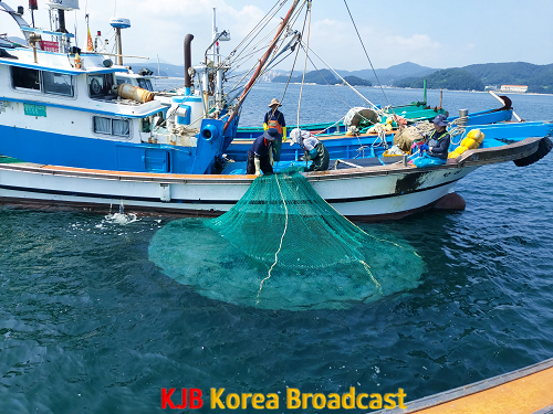 7.14 - 통영시, 여름철 해파리 구제 선제적 대응 추진 1.png