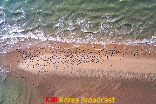 01 서천갯벌 1만킬로의 대여정 중 모래톱위에서 휴식을 취하는 도요물떼새(유부도).png