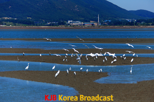 2-1. (사진) 고창갯벌, 세계자연유산 등재.png