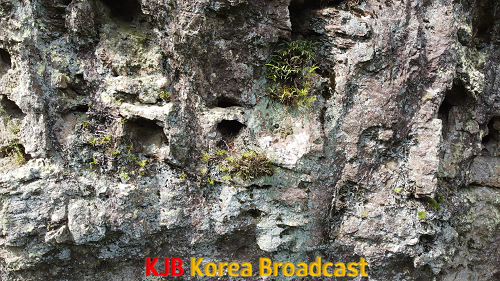 (사진자료)선운산 도립공원, 멸종위기 야생식물 석곡 확인 (2).png