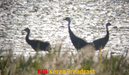 20211018_순천만 흑두루미 첫도래 (1).png