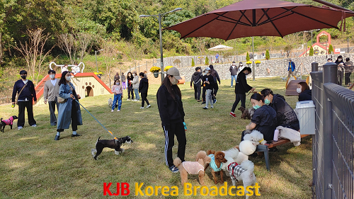 1.부주산 반려동물놀이터, 개장 초부터 인기몰이 (2).png