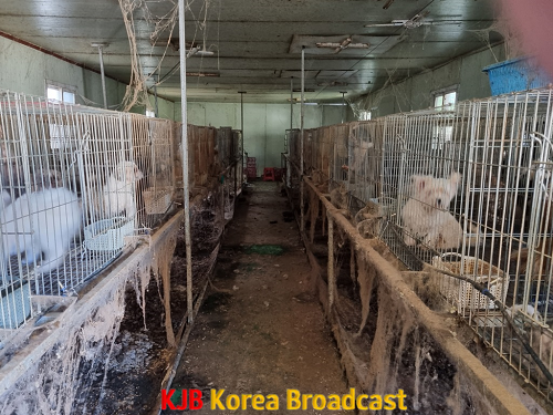 무허가동물생산업 열악한 환경.png