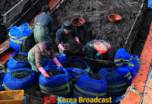 사진은 완도 물김 하역하는 모습.png