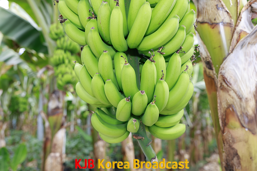 완도군, 무농약 바나나 재배 성공 ‘첫 수확’ (2).png