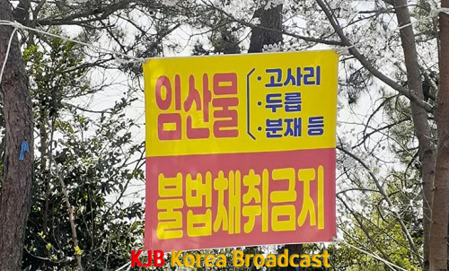 불법임산물 사진.png