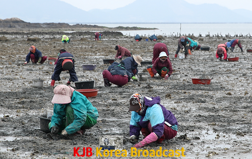 바지락 채취 (2).png