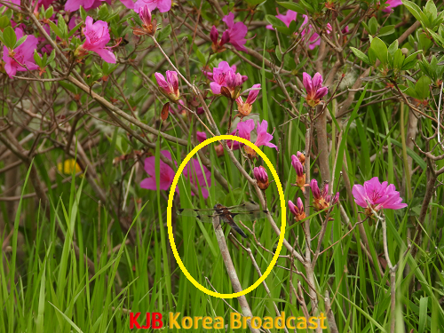 1. 멸종위기종 대모잠자리 보성 주암호 인공습지에서 최초 발견 (1).png