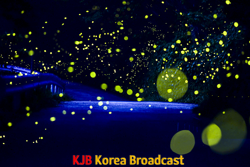 청산도 범바위 전망대 길목 반딧불이.png