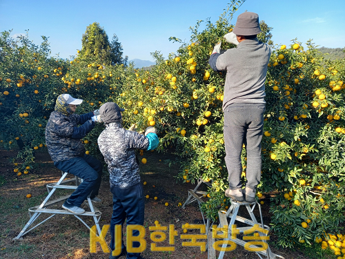 완도 유자 수확하는 모습.png