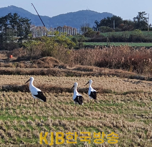 창포호 일원 야생동물 (3).png