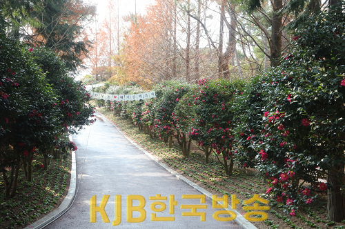 애기동백.png
