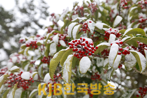 완도호랑가시나무 (3).png