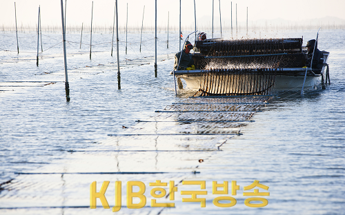김산업- 지주식 김채취2.png