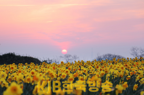 20220415_지도_선도_수선화일출.png