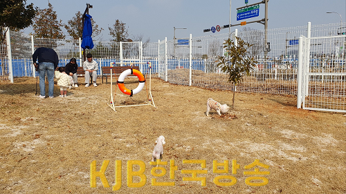 1.순천만국가정원 반려견 놀이터에서 놀고 있는 반려견들.png
