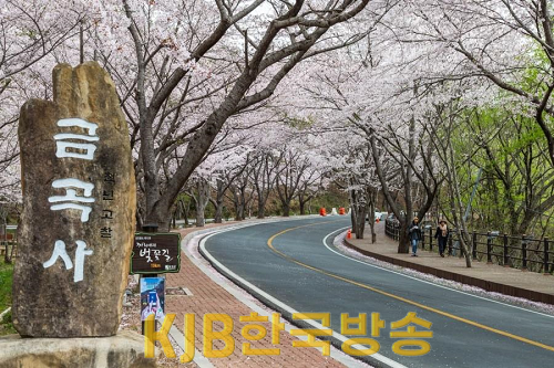 1.벚꽃축제.png