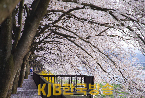 전남 방문의 해 홍보- 섬진강 벚꽃.png