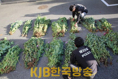 예전 양귀비 마약 단속 당시 사진.png