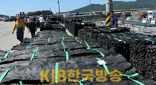 완도 금일 건다시마 위판 현장 (2).png