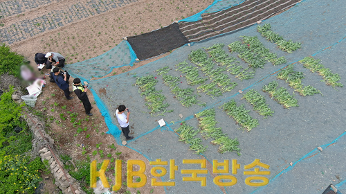 해양경찰이 양귀비를 압수하고 있다.png