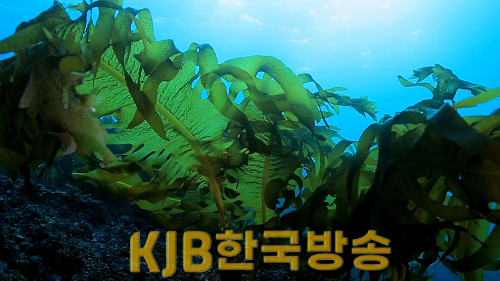 사진은 완도 바닷속 해조류.png