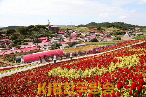 증도 병풍도맨드라미 (2).png