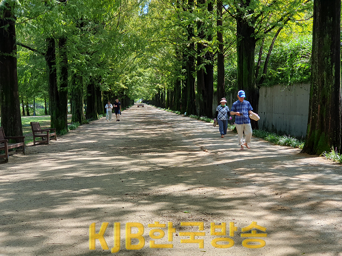(8.28)“맨발 산책 어떠세요” 담양군, 메타세쿼이아길에 ‘맨발로 걷기 좋은 흙길’ 조성 (2).png