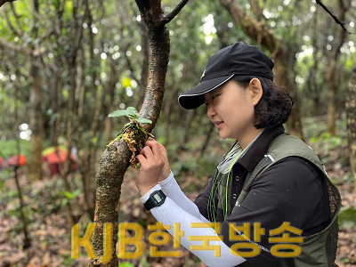 나도풍란 이식 (2).png
