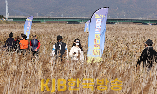1-강진만춤추는갈대축제 인파10.png