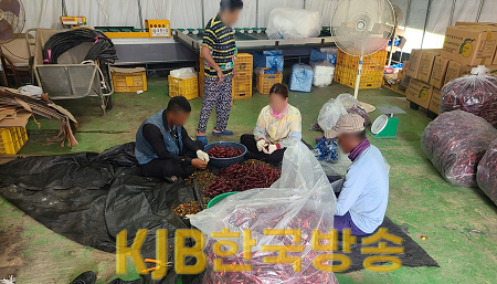 나주시, 외국인 계절근로자 근로 모습.png