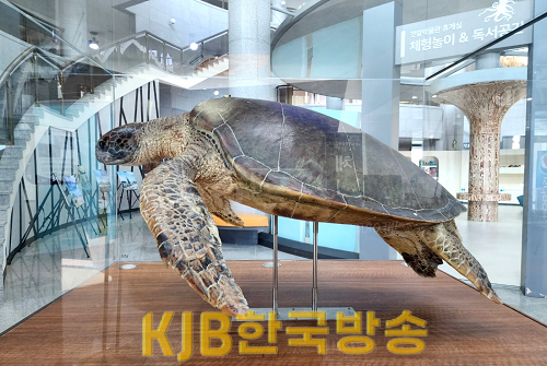 푸른바다거북 (1).png