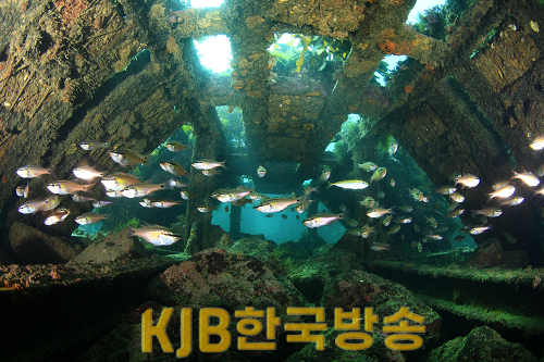 하우스형해중림초(거제저구리).png