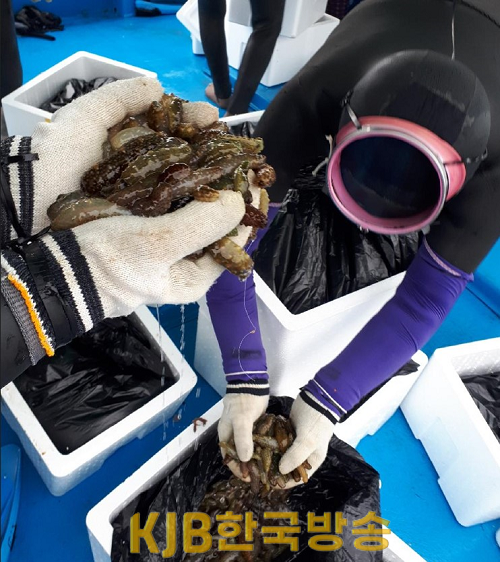 2.19 - 통영시, 2024년 해삼 씨뿌림사업, 해삼 서식기반 조성사업 추진 2.png