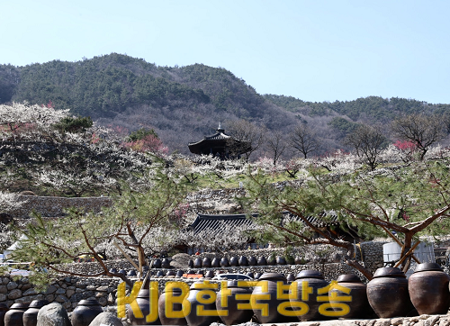 광양시, 제23회 광양매화축제 팡파르 열흘간 대장정 - 관광과 (4).png