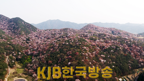 (3.11)담양군, 제1회 금성면 고비산 산벚꽃축제 개최 (1).png