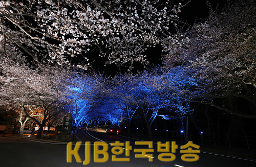 1.벚꽃 삼십리길 (3).png