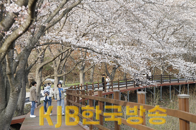 1-1. 설레는 벚꽃의 향연 속에서 … 제11회 보성벚꽃축제 행사 성료_ (1).png