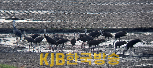 1 순천만흑두루미.png