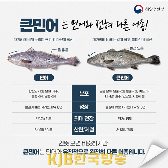 민어와 큰민어의 구별.png