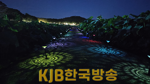 무안연꽃축제 야간경관(1)_20240725203758.png